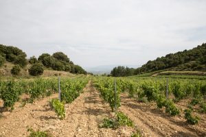 Viñedos de Bodegas Eguíluz