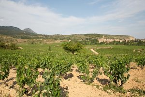 Viñedos de Bodegas Eguíluz